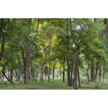 Sandalwood Plants
